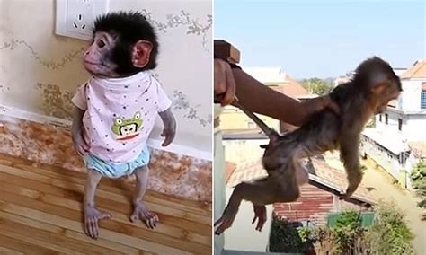 Den Haas noted that older <b>monkeys</b> at the sanctuary often show an initial fear of <b>humans</b> from having been hurt or teased by their caretakers. . Baby monkey beaten by humans video